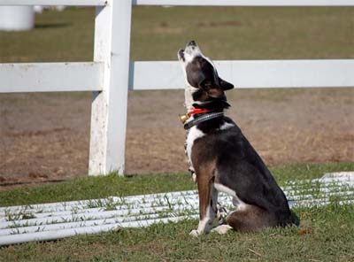 Nashie Dog