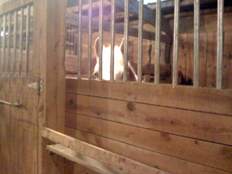 Kasper in his Stall