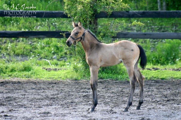 Stitched in Gold, 2009 American Warmblood Filly